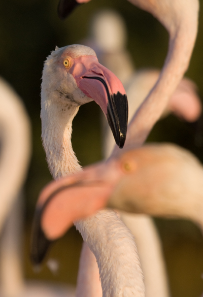 flamingo1b