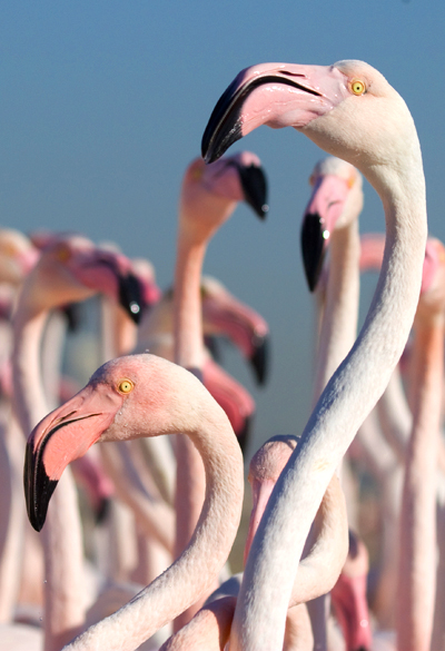 flamingoes2