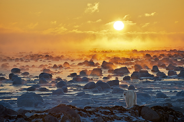 polar_bear_2h_585